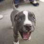 Excited little puppy