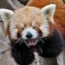 Red panda is very amused