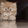 Big eyes kitty