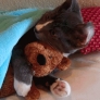 Cat hugs his teddy bear