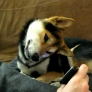 Confused Shiba Inu