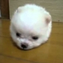 Cotton ball doggy