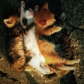 Cuddling kittens
