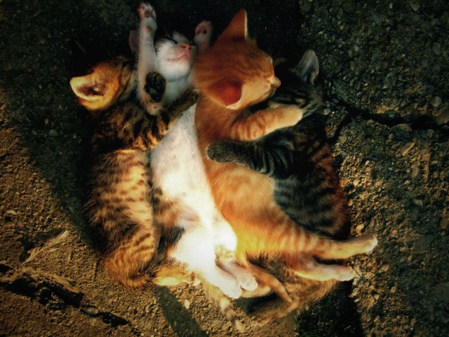 Cuddling kittens