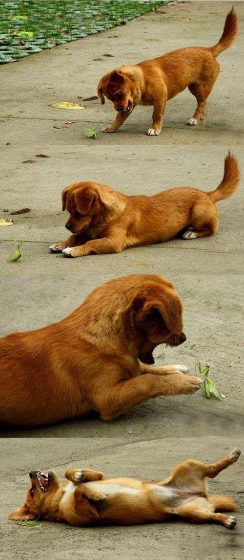 Dog and mantis friends