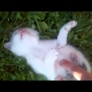 Happy kitty