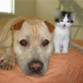 Kitten feeling protected