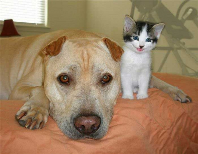 Kitten feeling protected