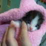 Kitten had a shower