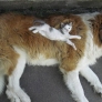 Kitty on saint bernard