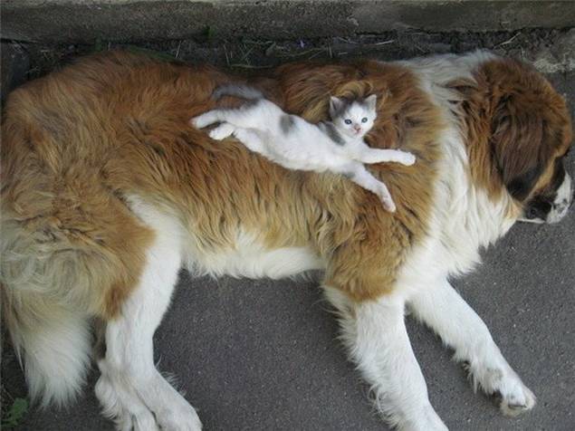 Kitty on saint bernard