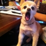 Pup's amazed