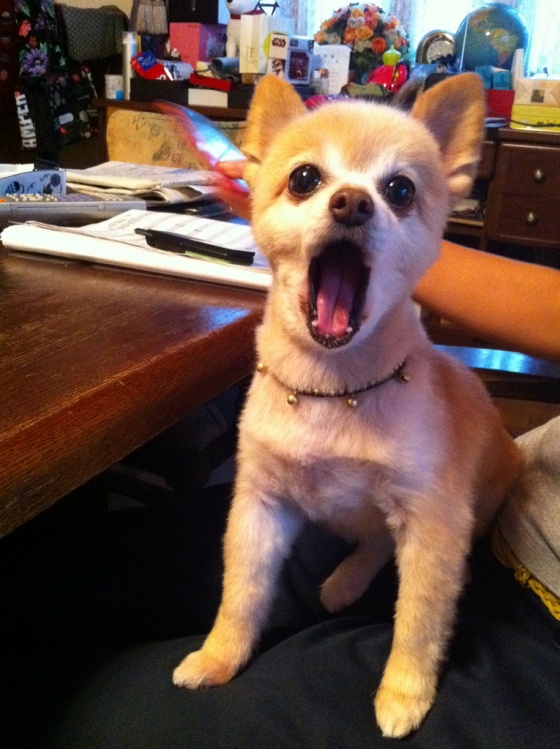 Pup's amazed