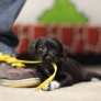 Puppys got shoe laces
