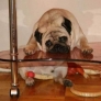Relaxing pug