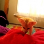 Fennec fox vs. pillows