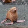 Cute lonely ginger seal puppy