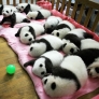 Baby pandas nap time