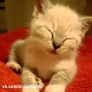 Kitten falls asleep