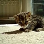 26-day-old baby leopard makes noises