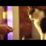 Cat figures out how tape measure works