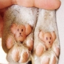Cats bear feet