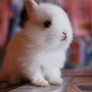 Cute white bunny