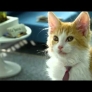If cats ran Telecom