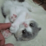 Small kitten