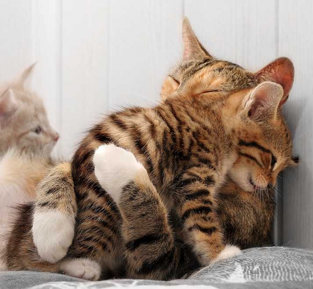 A loving mother A loving mother