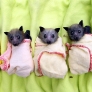 Baby bats