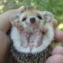 Baby hedgehog