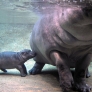 Baby hippo