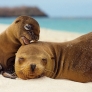 Baby seal