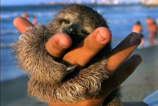Baby sloth is content