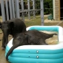 Baylor and Tupelo in the Pool