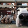 Beagle nose close-up