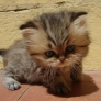 Big-headed kitten