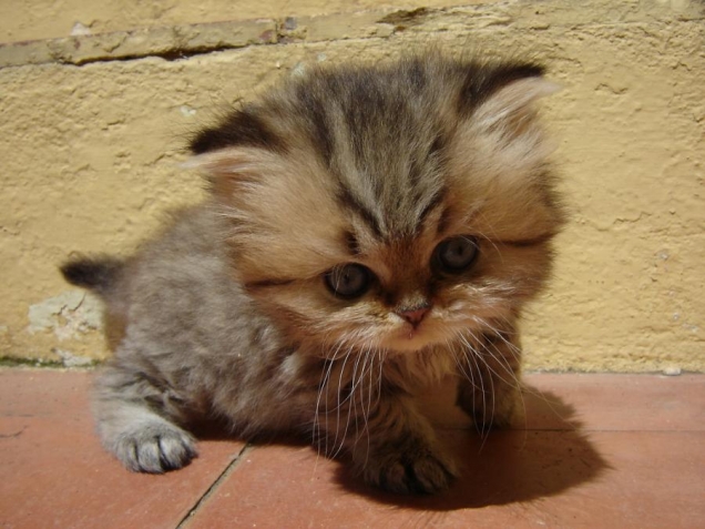 Big-headed kitten