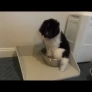 Big puppy gets a bigger bowl