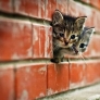 Brick wall kittens