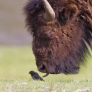 Buffalo licks bird