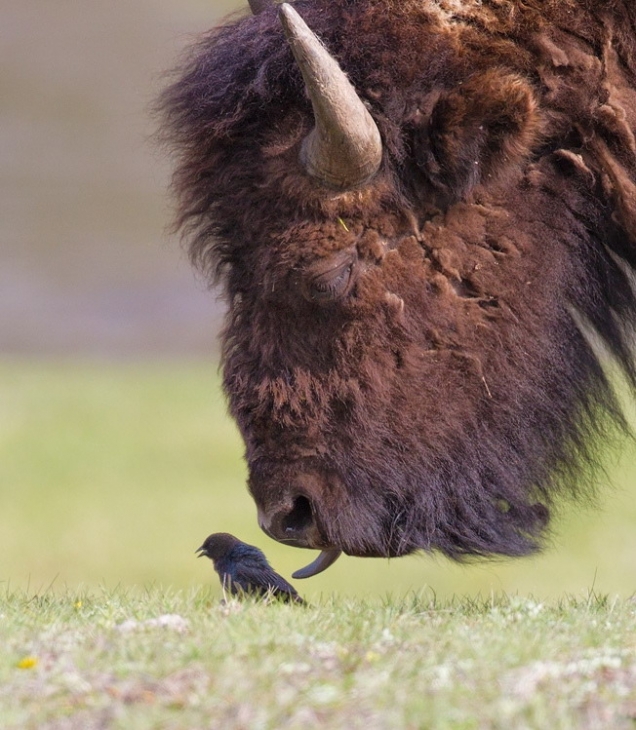 Buffalo licks bird