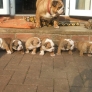 Bulldog puppies