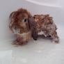 Bunny takes a bath