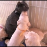 Cat attacked by puppies