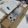 Cat in a box