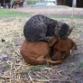 Cat sleeping on dog