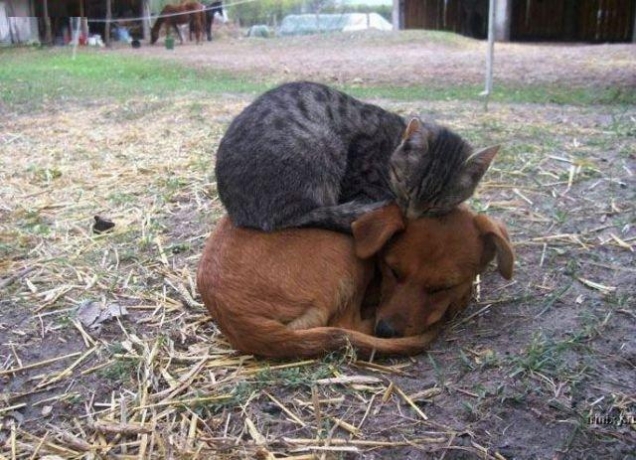Cat sleeping on dog