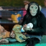 Chimp nurses tiger cub
